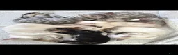 Bengal cats for sale: Outstanding Tica Show quality Snow Lynx bengal - Advert 20