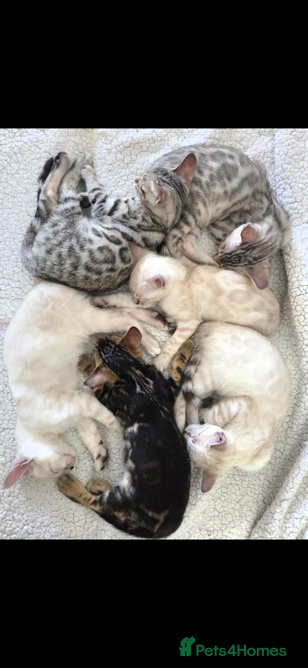 Bengal cats for sale: Outstanding Tica Show quality Snow Lynx bengal - Advert 20