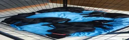 Labrador Retriever dogs for sale: Beautiful Black Labrador Boys Ready Soon - Advert 26