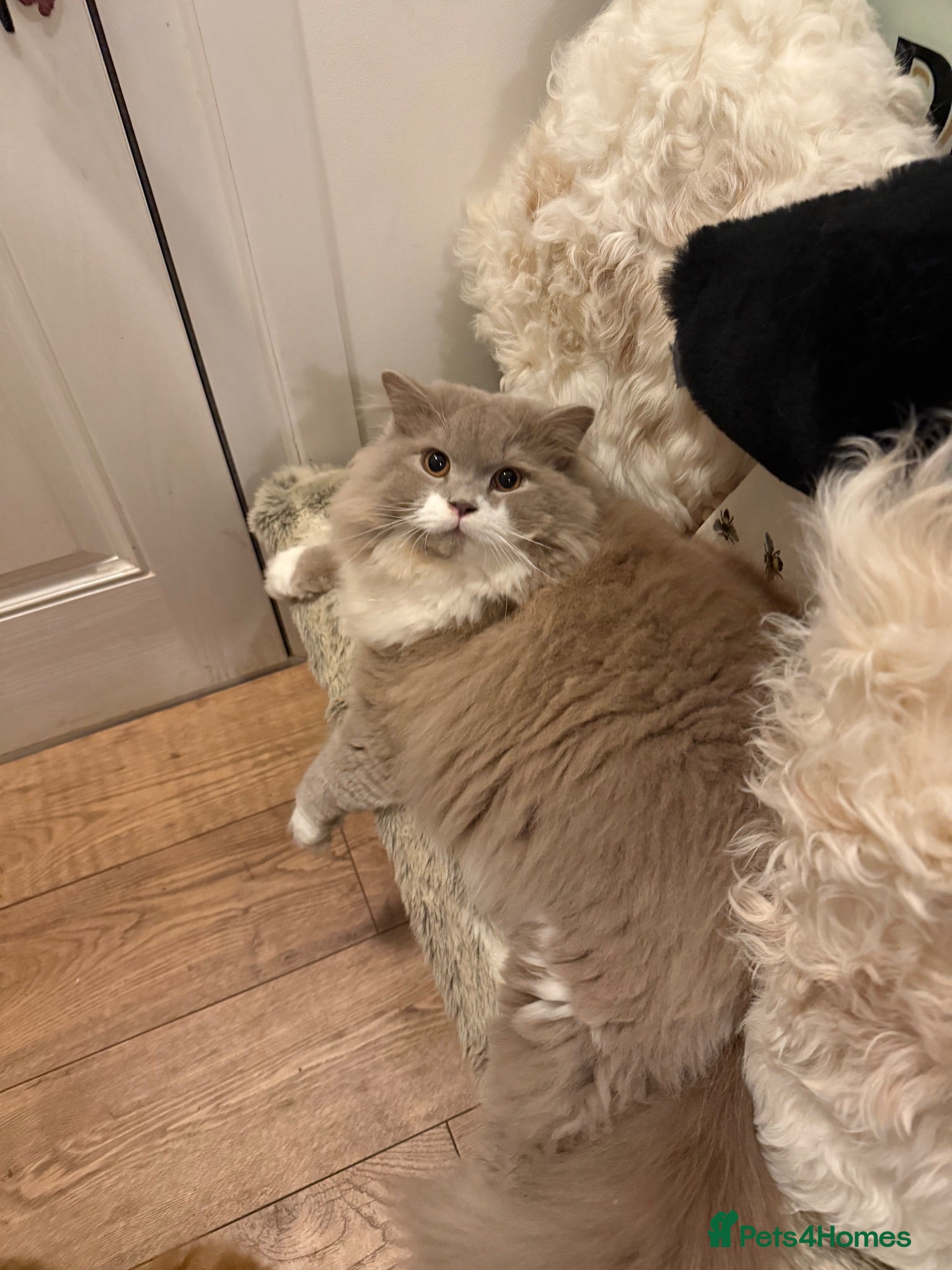 British Longhair cats Beautiful boy available 💙💙 - Advert 1