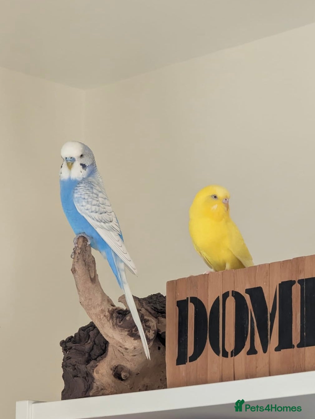 Budgerigars birds Two Bonded Budgies (Males) - Advert 2