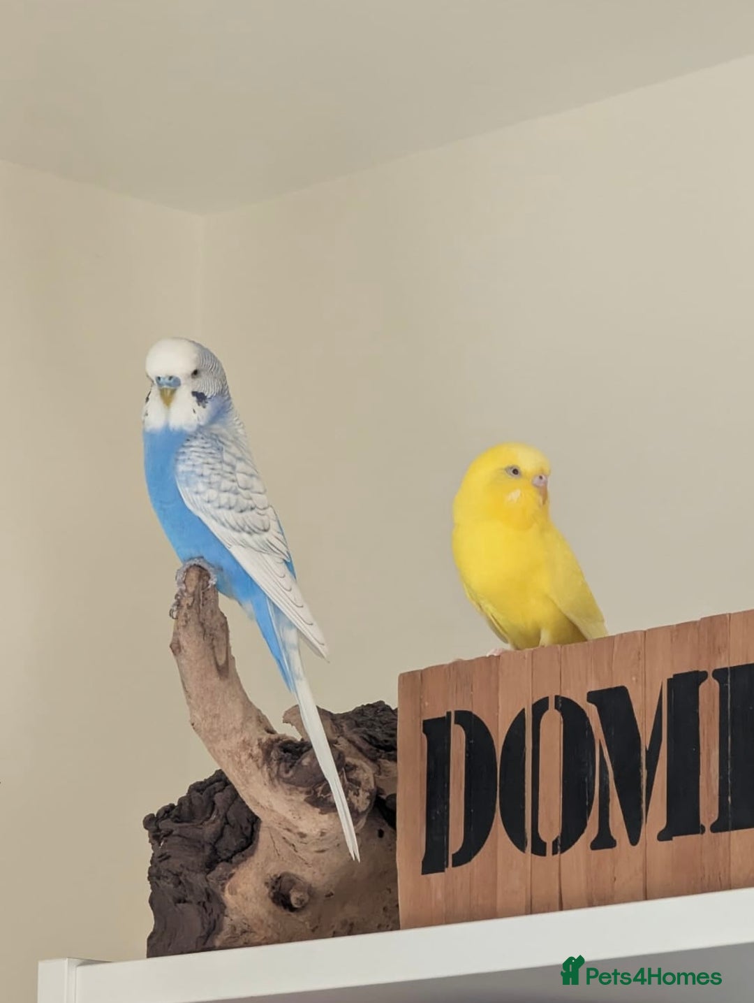 Budgerigars birds for sale: Two Bonded Budgies (Males) - Advert 1