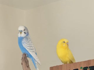 Budgerigars birds Two Bonded Budgies (Males) - Advert 2