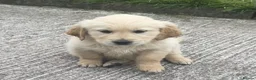 Golden Retriever dogs for sale: Stunning Goldie's looking for there forever homes - Advert 5