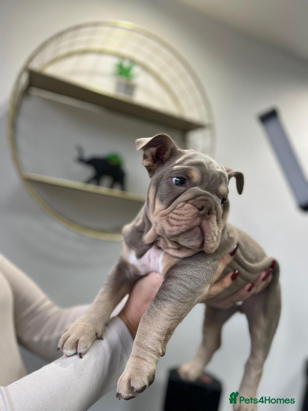 English Bulldog dogs for sale: 6 TOP QUALITY ENGLISH BULLDOG PUPPIES  - Advert 16