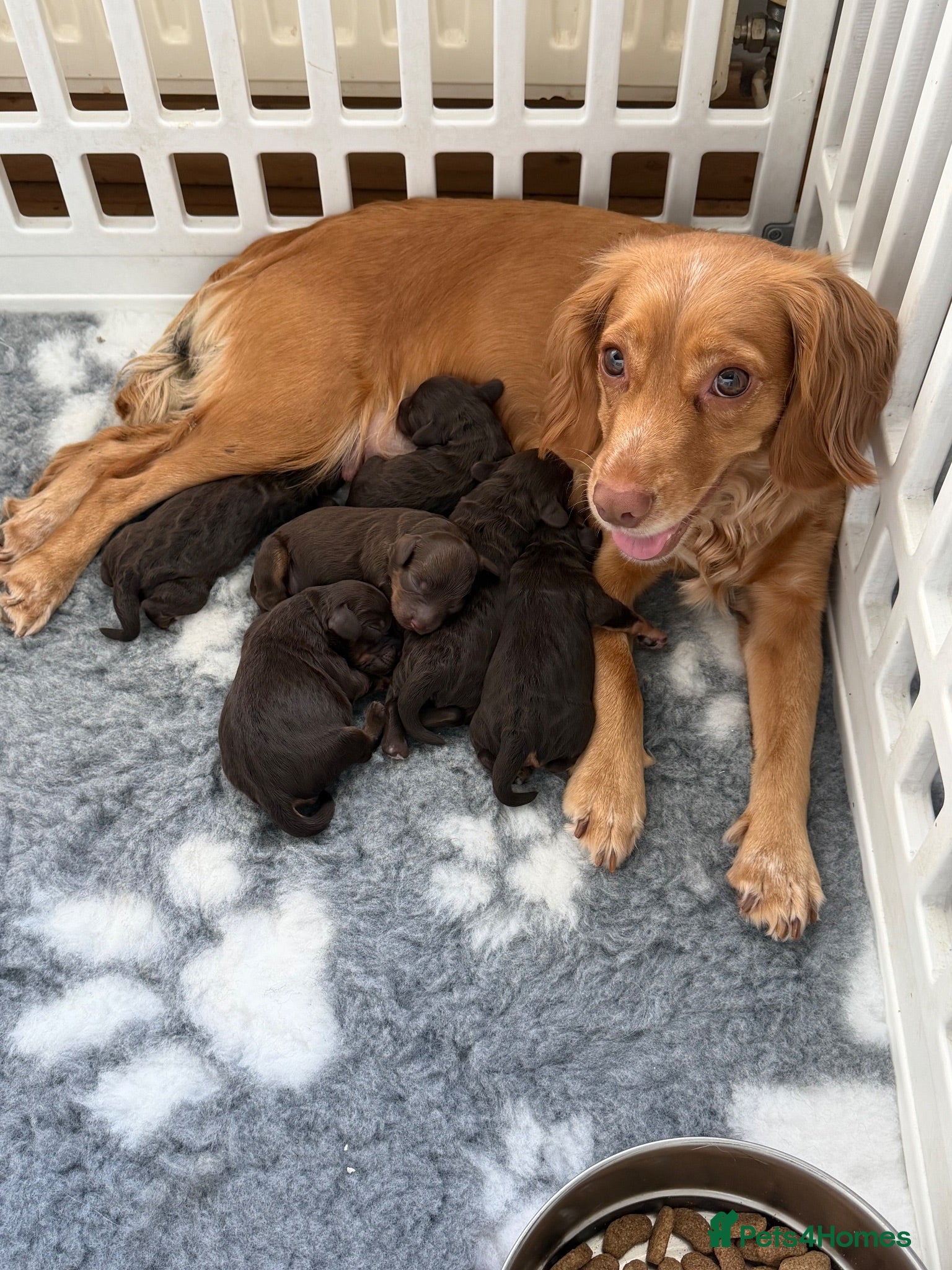 Cockapoo dogs ⭐ Health tested Cockerpoos⭐ - Advert 2