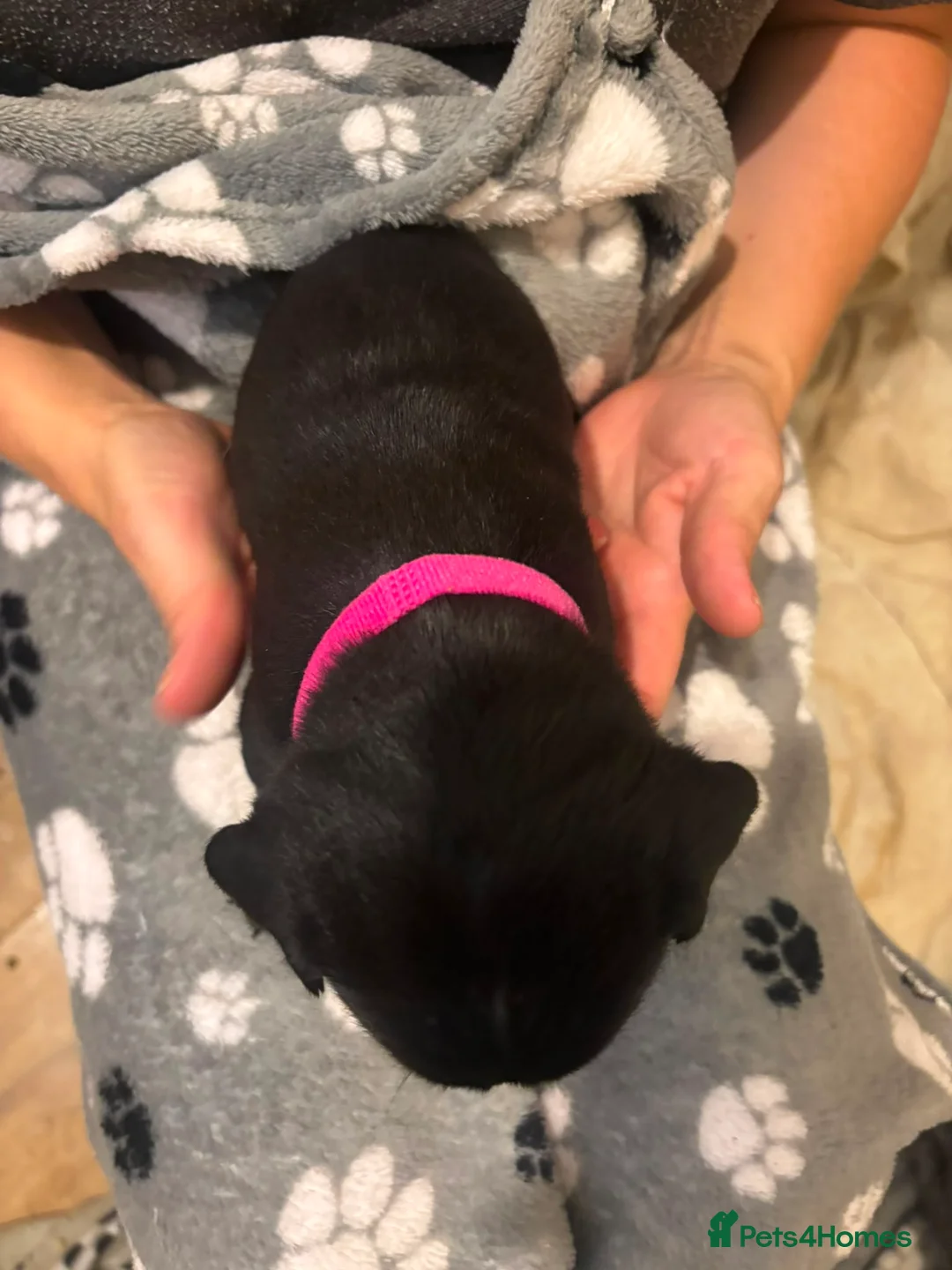 Mixed Breed dogs for sale: Beautiful mixed breed puppies - Advert 2