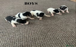 Jack Russell dogs for sale: Jack Russell puppy’s  - Image 2