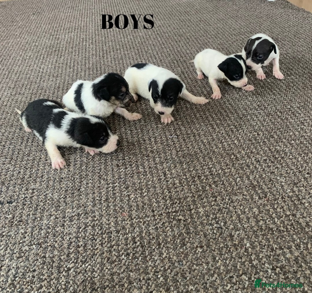 Jack Russell dogs for sale: Jack Russell puppy’s  - Image 2
