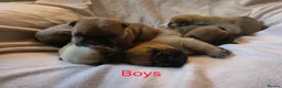 Mixed Breed dogs for sale: English Bull Chows in Basildon - Advert 8
