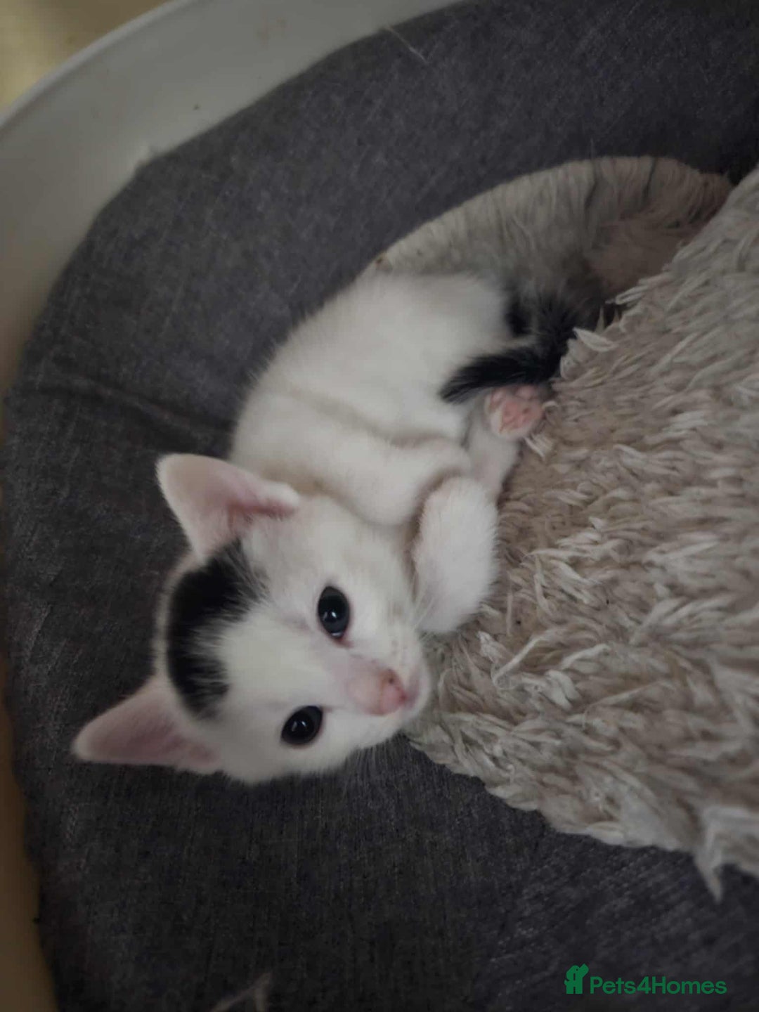 Mixed Breed cats for sale: 6 beautiful boys  - Image 10