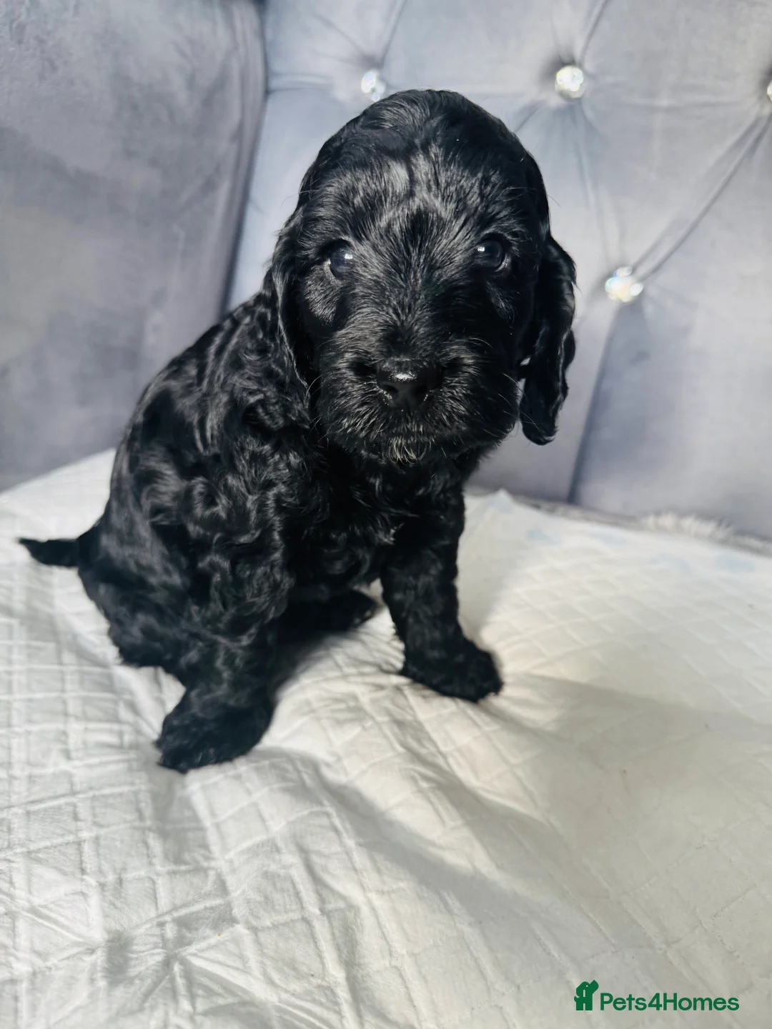 Cockapoo dogs for sale: F2 cockapoo puppies  - Advert 3