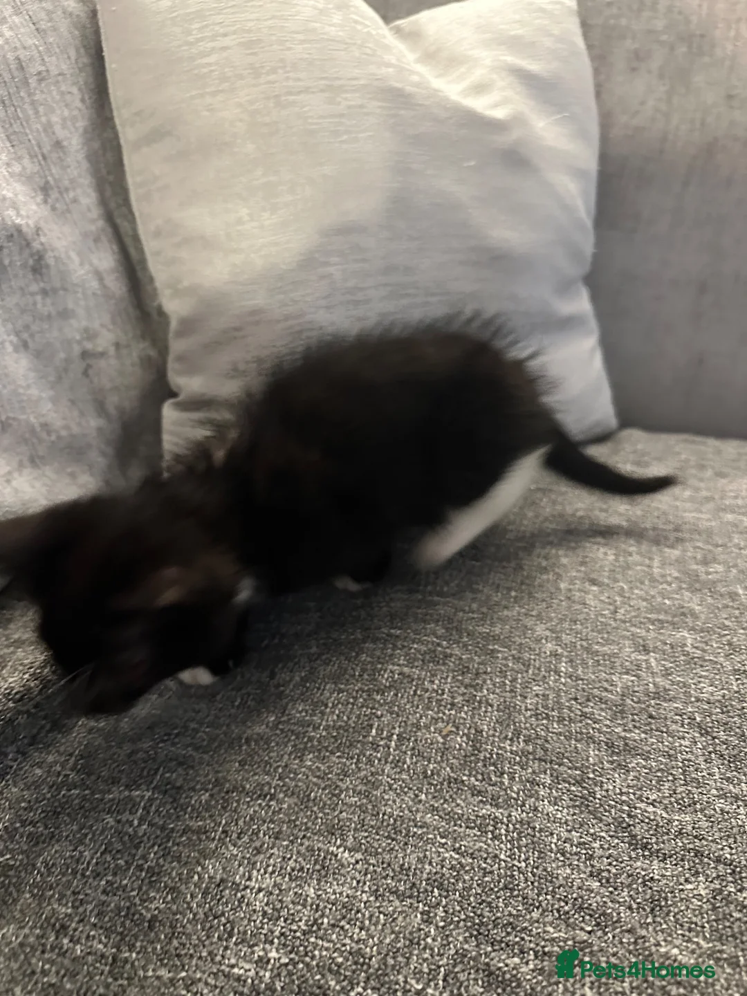 British Shorthair cats for sale: Cute fluffy black and white kittens  - Advert 7