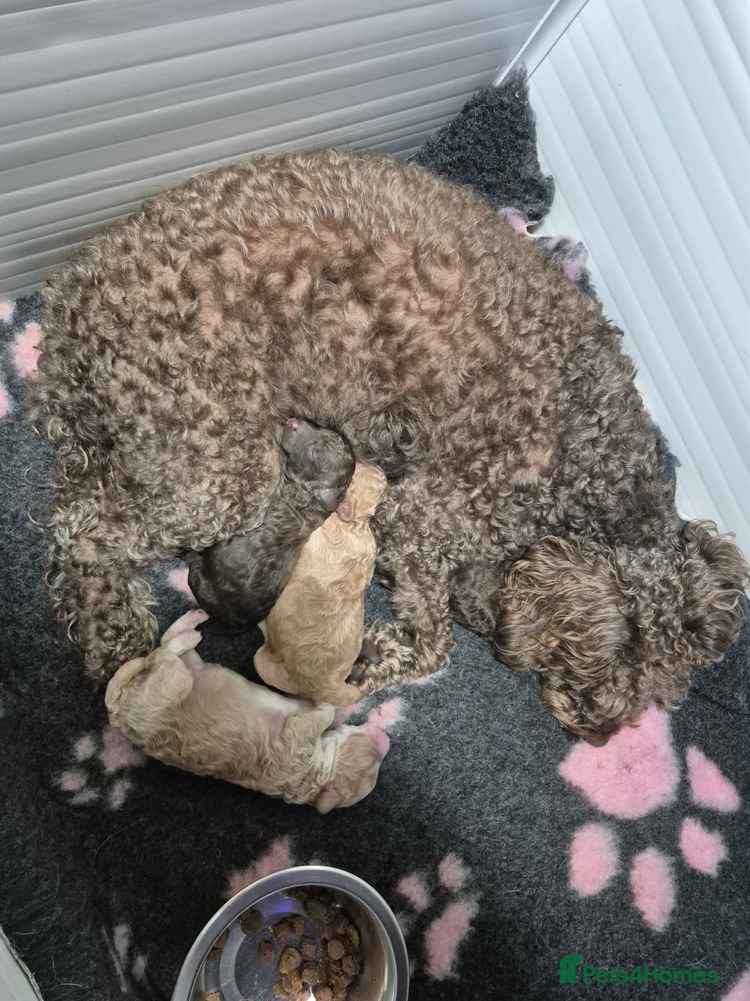 Labradoodle dogs for sale: Stunning F3 miniature labradoodles!  - Advert 29