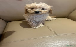 Cavapoo dogs for sale: Beautiful cavapoos  - Advert 11
