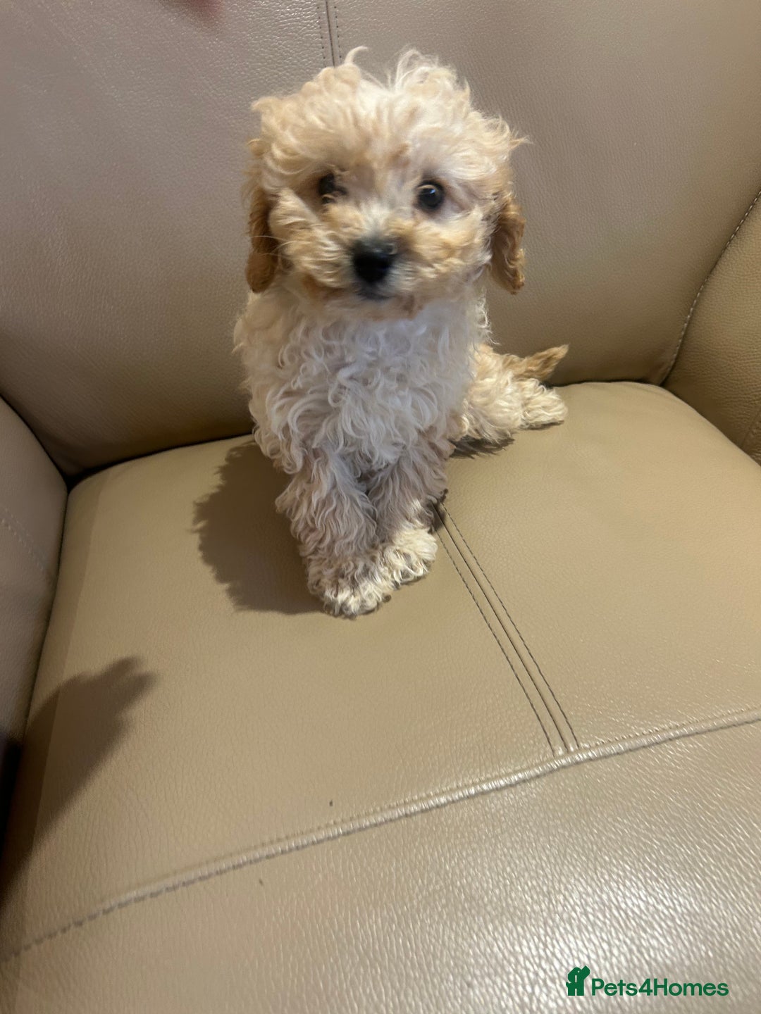 Cavapoo dogs for sale: Beautiful cavapoos  - Advert 11