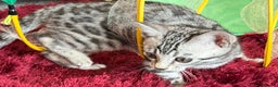Bengal cats for sale: ⭐️Divine silver black spotted tabby bengal ⭐️ - Advert 9