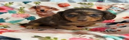 Miniature Dachshund dogs for sale: 2 left Long haired mini dachshund pups  - Advert 8