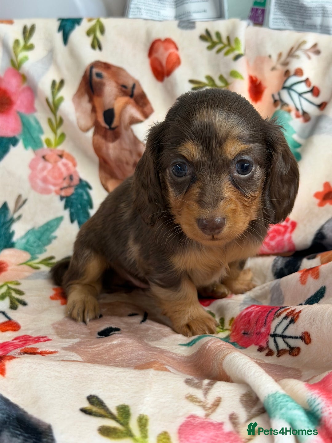 Miniature Dachshund dogs for sale: 2 left Long haired mini dachshund pups  - Advert 8
