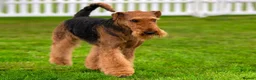 Airedale Terrier dogs for sale: My test dogs litter  - Advert 3
