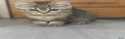 British Shorthair cats for sale: Ready to go!!! - Advert 18