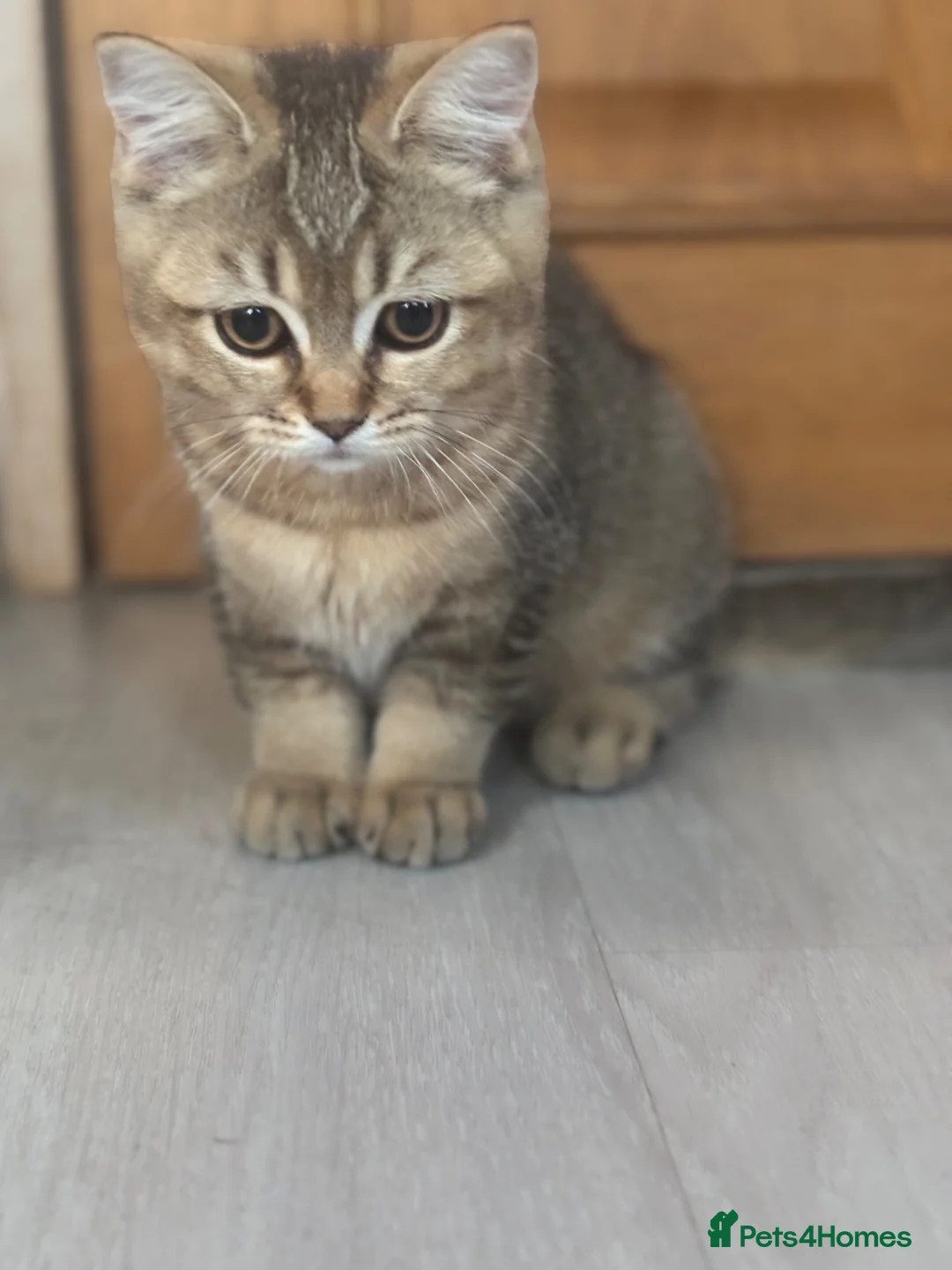 British Shorthair cats for sale: Ready to go!!! - Advert 18