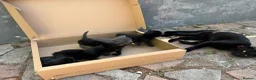 Mixed Breed cats for sale: Beautiful 5 kittens for sale  - Advert 4