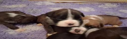Boxer dogs for sale: PEDIGREE BOXER PUPPIES - Advert 6