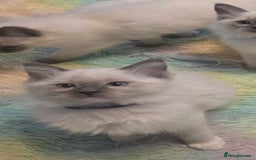 Ragdoll cats for sale: 2 beautiful litters of Ragdolls  - Image 35