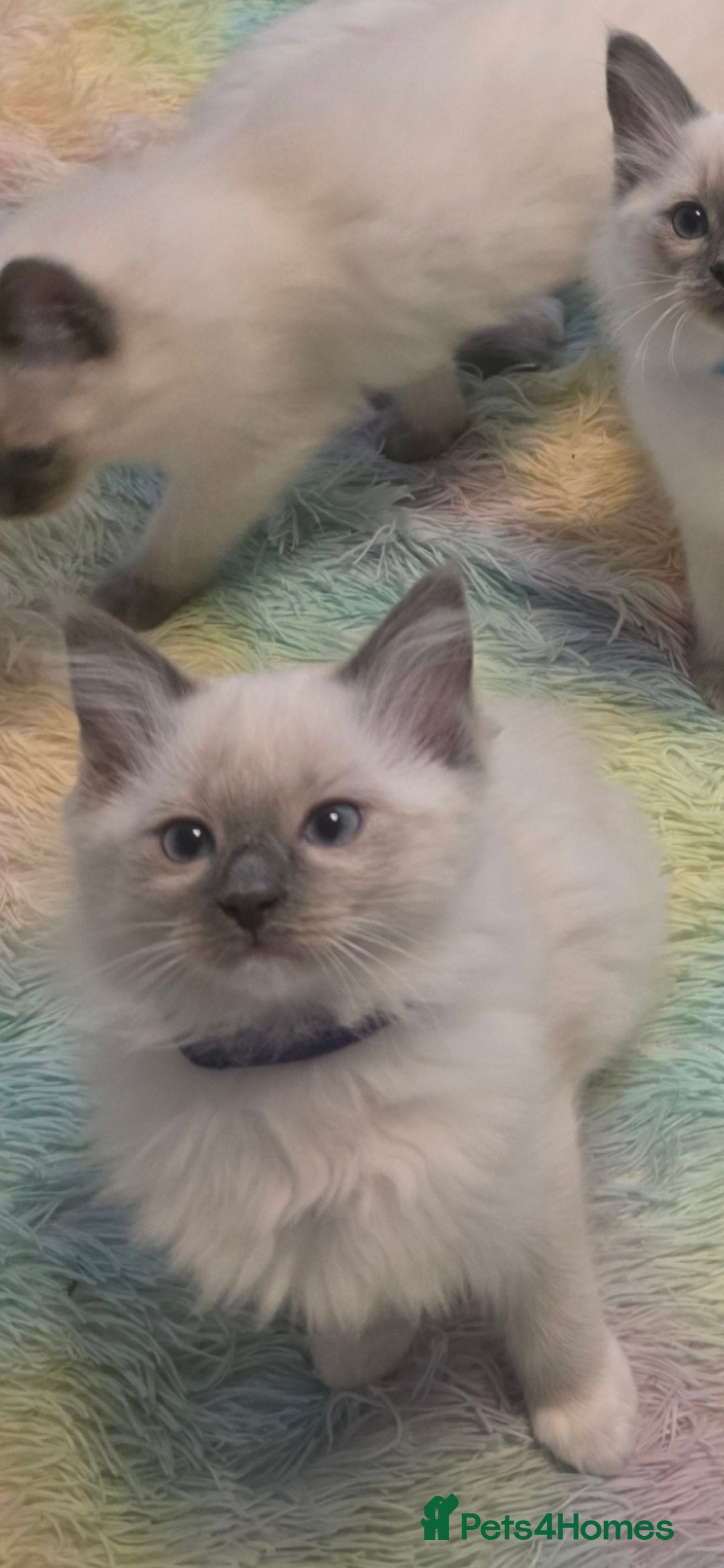 Ragdoll cats for sale: 2 beautiful litters of Ragdolls  - Image 35