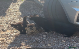 Domestic Shorthair cats for sale: 2 black kittens,  (approx 9 months old) - Image 4