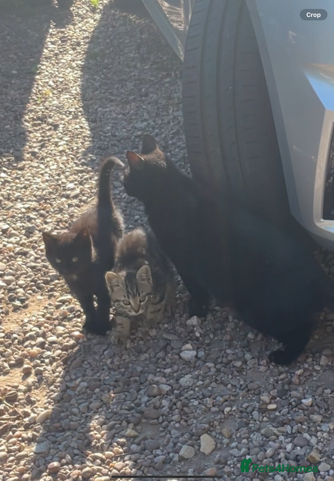 Domestic Shorthair cats for sale: 2 black kittens,  (approx 9 months old) - Image 4