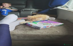 Mixed Breed cats for sale: Ragdoll mix - Image 4