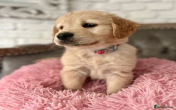 Golden Retriever dogs for sale: Golden retriever puppies READY NOW - Image 10