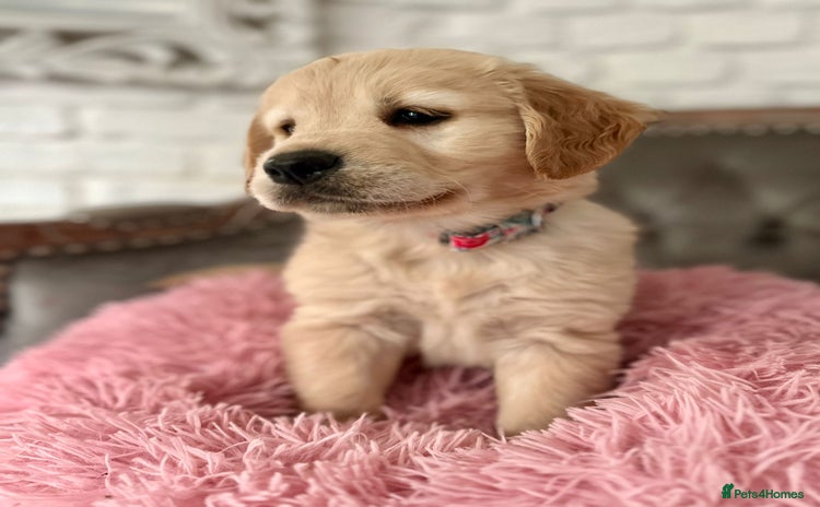 Golden Retriever dogs - Advert 7