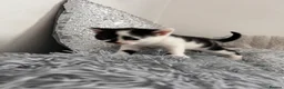 Mixed Breed cats for sale:     Beautiful Healthy Kittens Ready To Reserve  - Advert 6