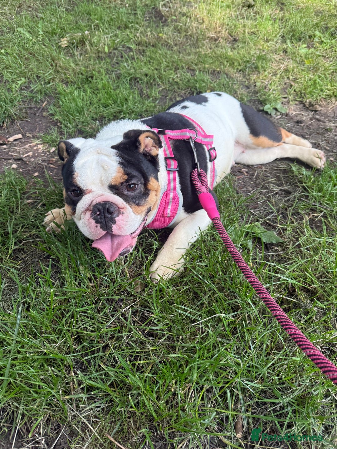 English Bulldog dogs for sale: Miniature English bulldog, 2 years old - Image 1