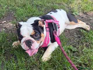 English Bulldog dogs - Advert 21