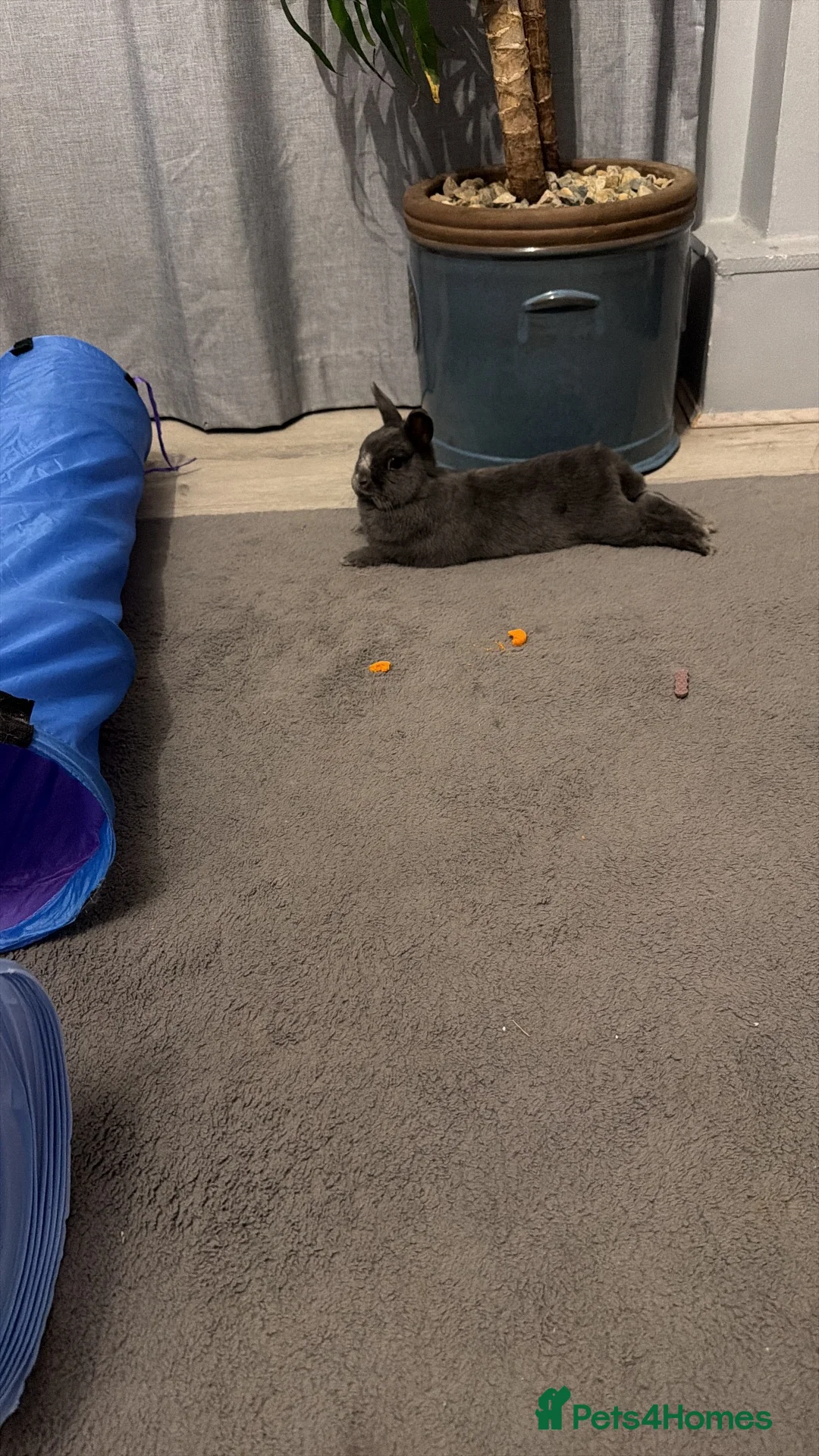 Netherland Dwarf rabbits for sale: Male rabbit to rehome ( cloudy)  in Salford - Advert 1
