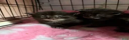 Maine Coon cats for sale: Stunning Maine coon kittens  - Advert 20