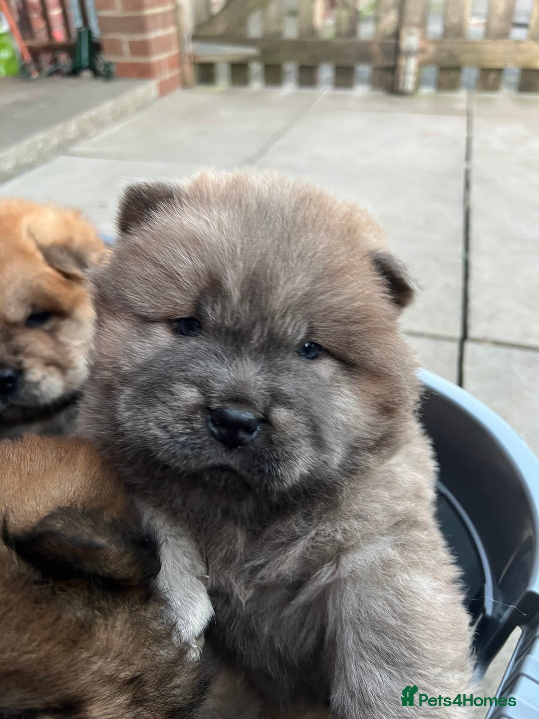 Chow Chow dogs for sale: Gorgeous Chow Chow Puppies Raised in a loving Home - Advert 12