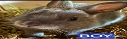 Netherland Dwarf rabbits for sale: Netherland dwarf babies one boy and one girl  - Advert 2