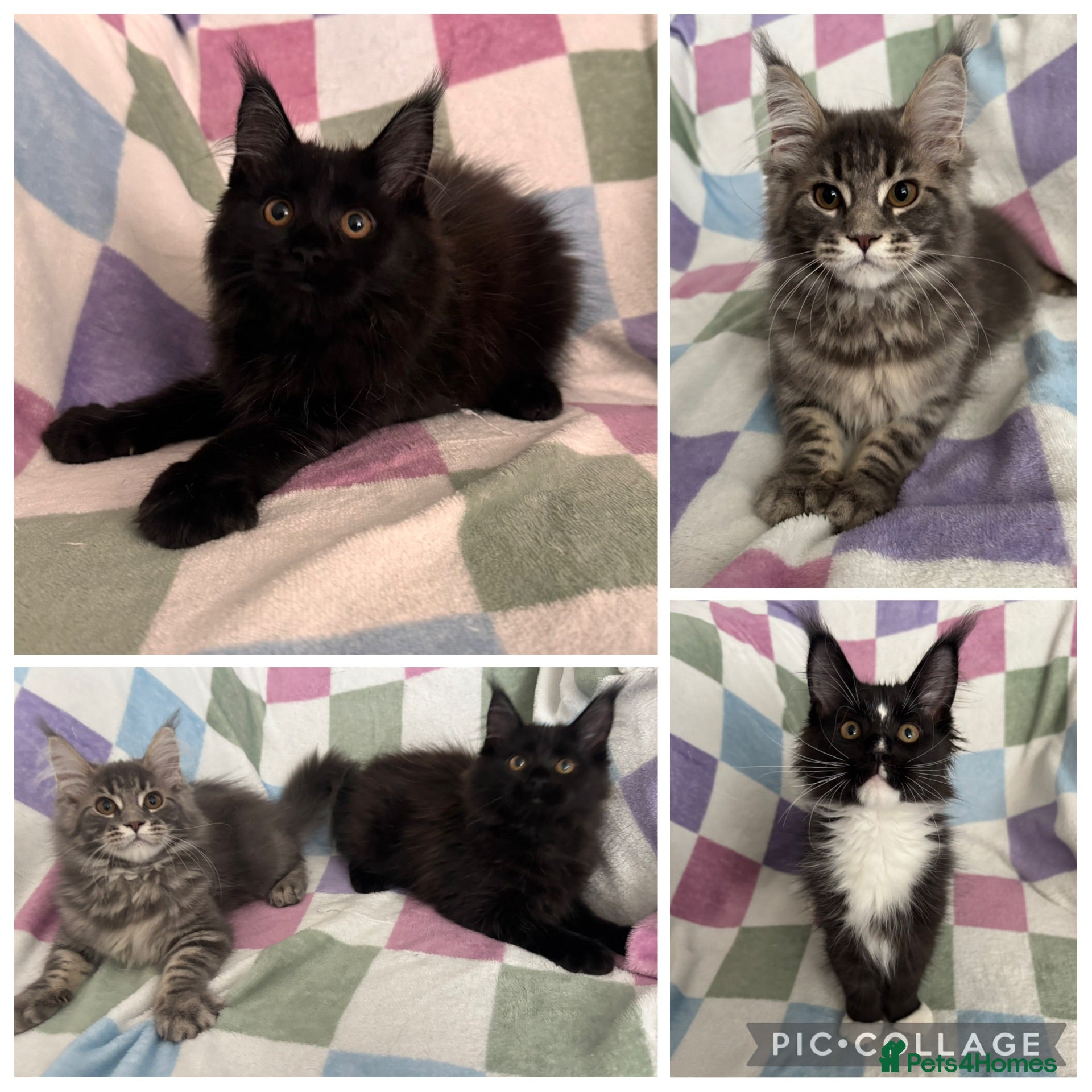 Maine Coon cats STUNNING TICA REG HEALTH TESTED PEDIGREE KITTENS  - Advert 1