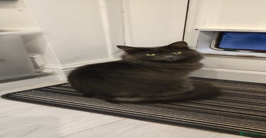 Mixed Breed cats - Advert 10