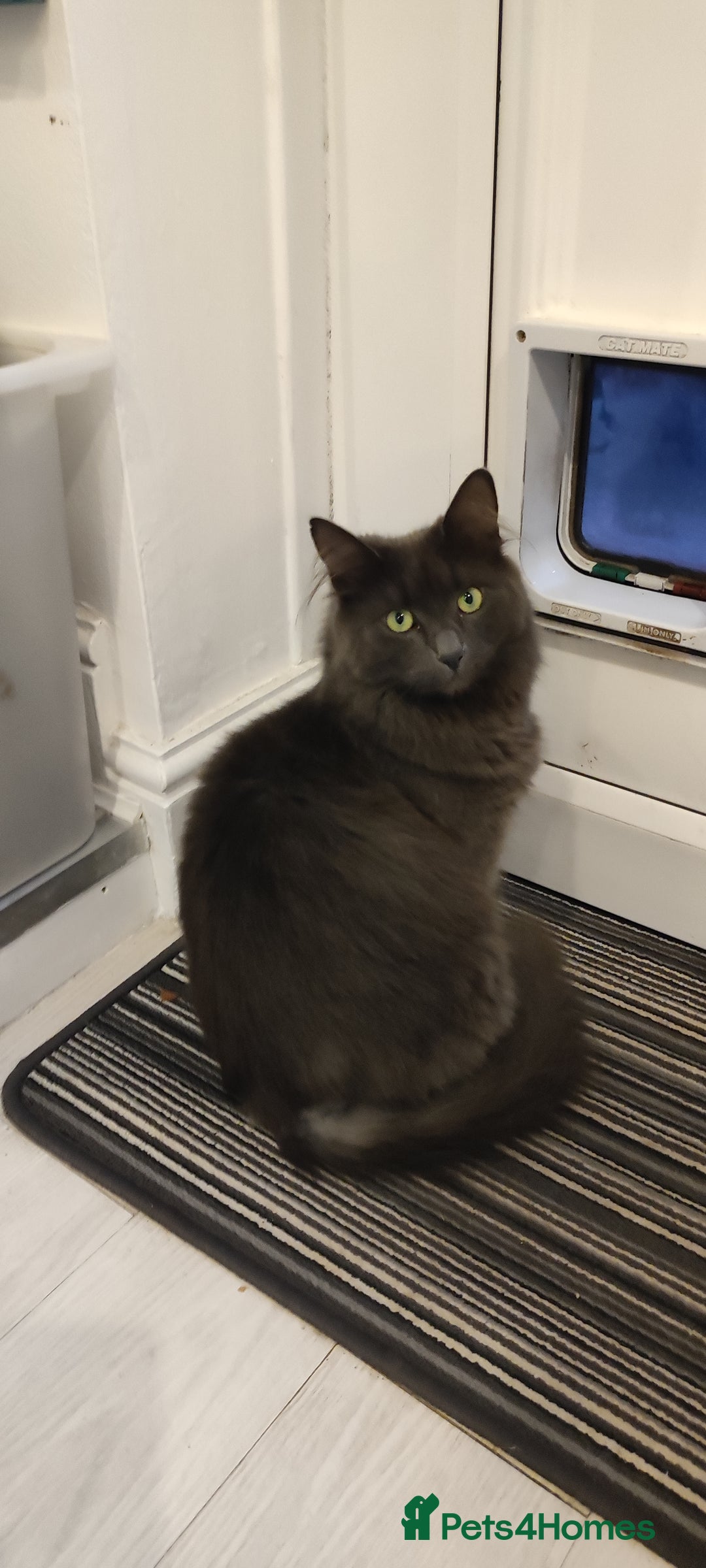 Mixed Breed cats for sale: Fluffy grey cat, 3 years old - Image 3