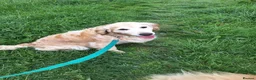 Golden Retriever dogs for sale: Golden Retriever KC Registered Puppies - Advert 11