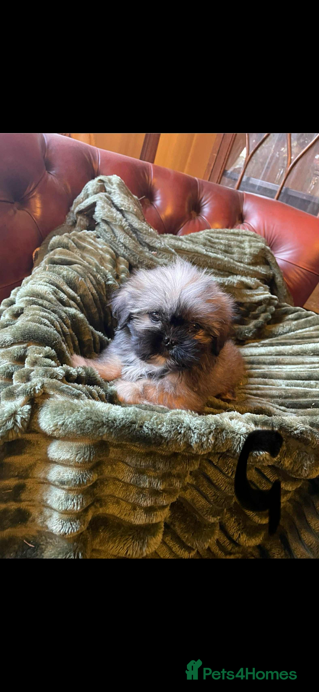 Mixed Breed dogs for sale: Shih Tzu cross Lhasa Apso puppies  - Advert 2