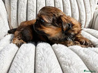 Shih Tzu dogs Imperial Shih Tzu puppies - Last Red boy left - Advert 1