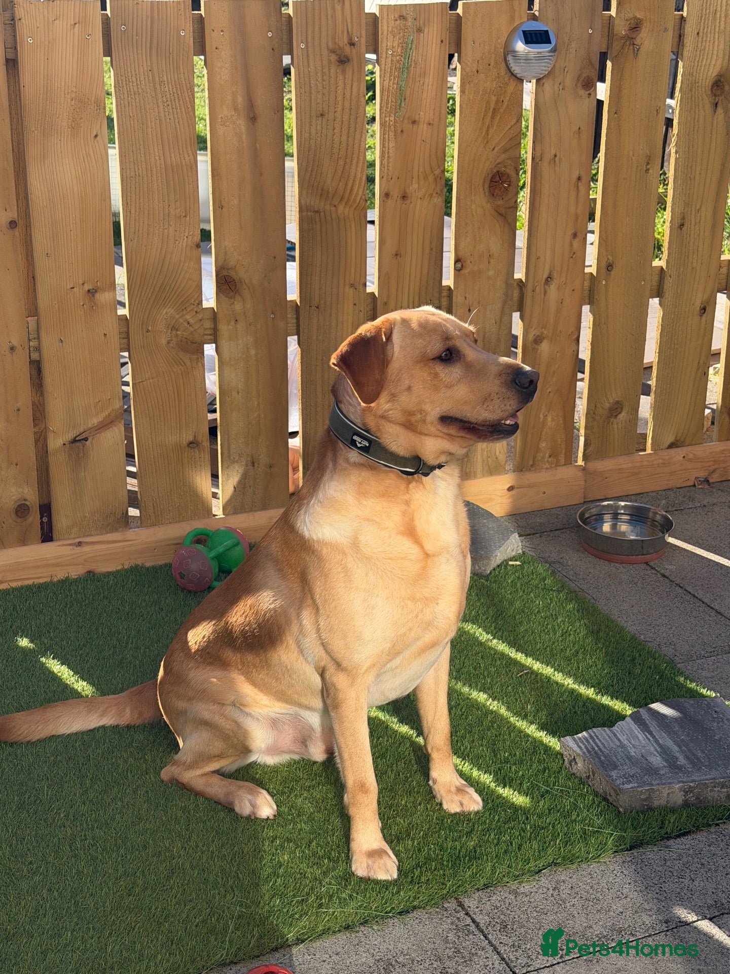 Labrador Retriever dogs Labrador stud (Proven) - Advert 2