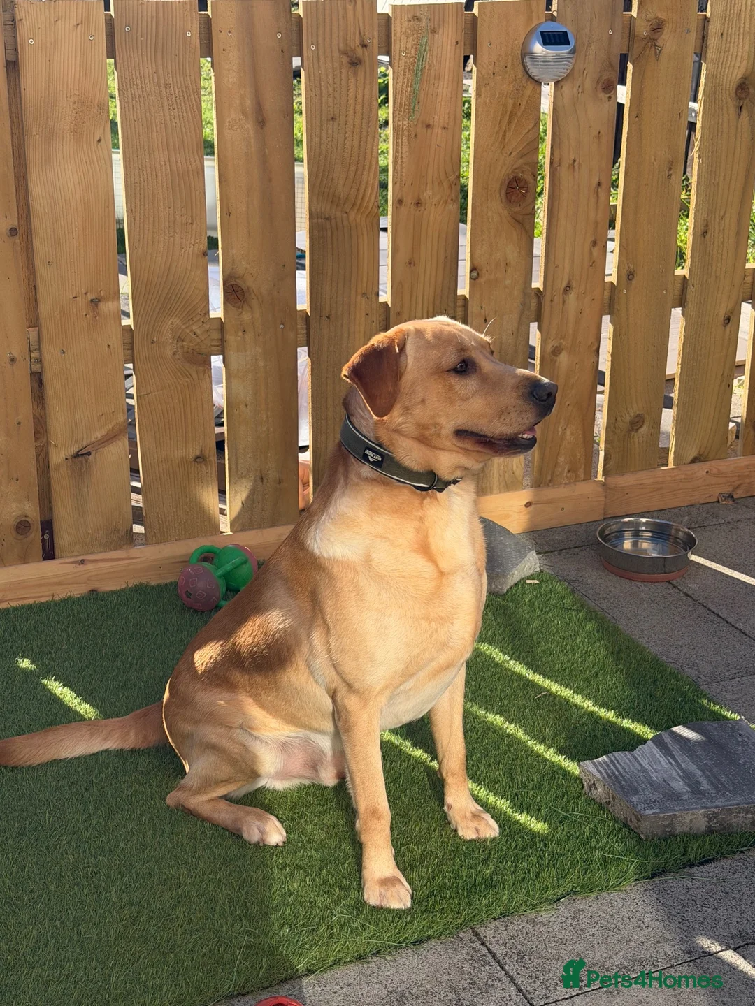 Labrador Retriever dogs for stud: Labrador stud (Proven) in Bedlington - Advert 1